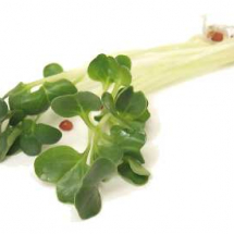 radish-sprouts