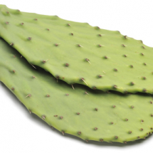 cactuf-leaf