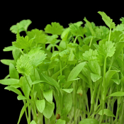 micro-cilantro