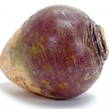 wax-turnip