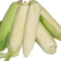 white-corn