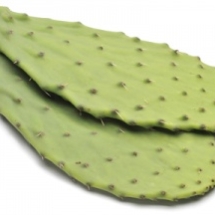 Cactus-Leaf